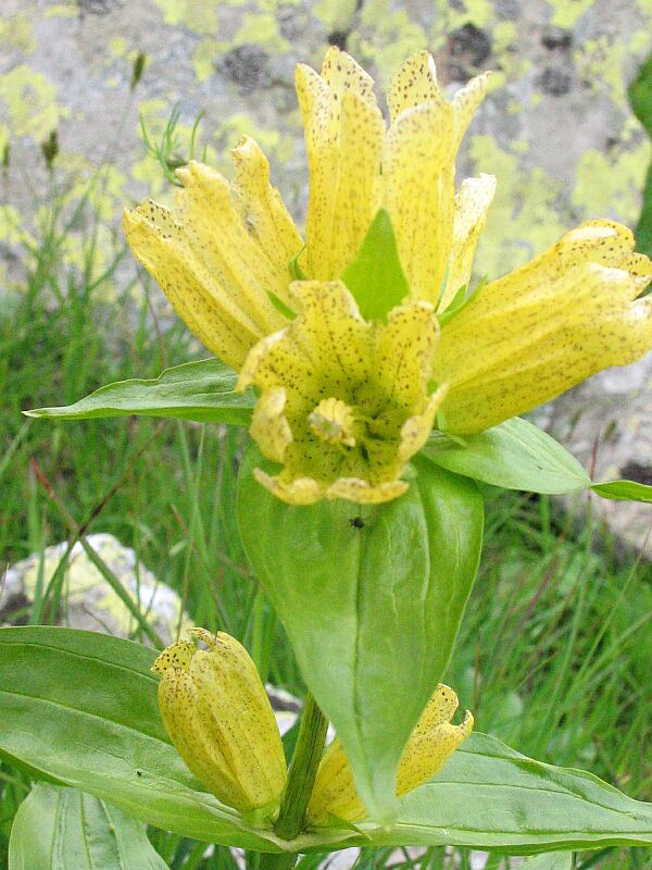 Veratrum album e Genziana punctata